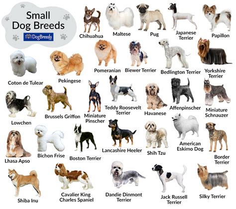 Dog Breed List Small